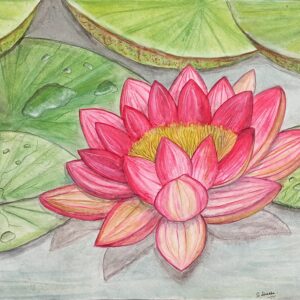 Water Lily